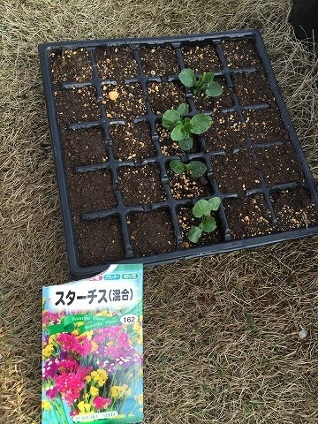 20160320スターチス.jpg