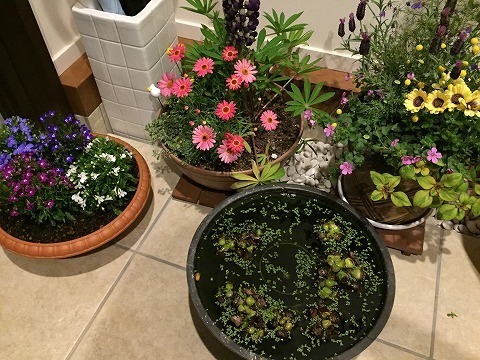 20160411寄せ植え.jpg