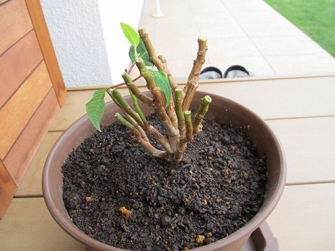 20160423ポインセチア植替え.jpg