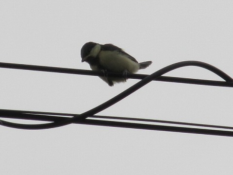 20160501何とか電線に掴ることが出来ました.jpg