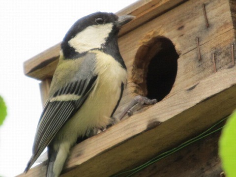 20160501親鳥.jpg