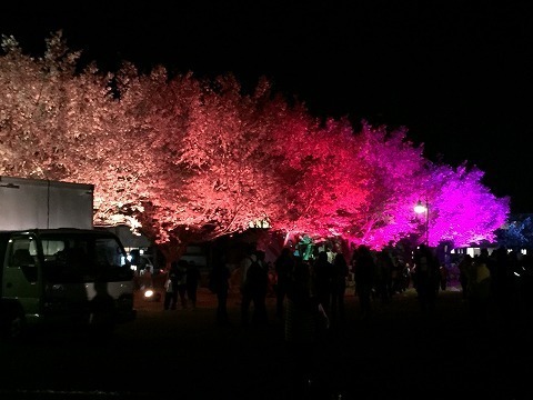 桜ライトアップ.jpg