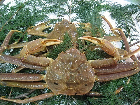 琴浦町 松葉がに.jpg